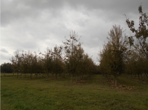 Large Plot of Pear Trees generating Income