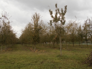 Large Plot of Pear Trees generating Income