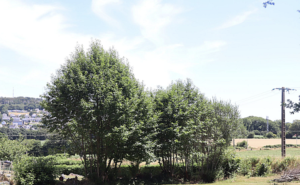 Property_For_Sale_in_France_with_Cle_France_Join_our_mailing_List_MNB07365_26