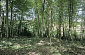 Property_For_Sale_in_France_with_Cle_France_Join_our_mailing_List_AMR00132_22_161402