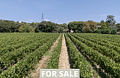 Property_For_Sale_in_France_with_Cle_France_Join_our_mailing_List_AXL06207_4.44