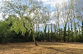 Property_For_Sale_in_France_with_Cle_France_Join_our_mailing_List_DJV06267_l