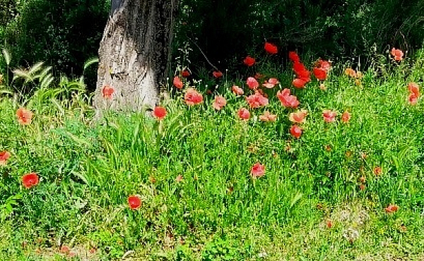 poppies2025