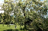 weepingacacia]