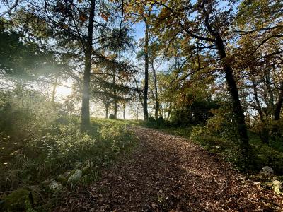 Fantastic Detached Chalet in Mature Grounds