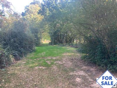 House in Woodland Plot with Pond