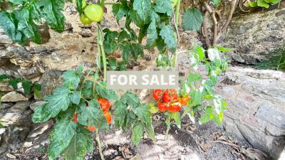 Charming House With Garden And Garage