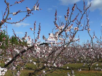 Beautiful Leisure Plot with Fruit Tress