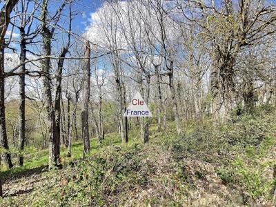 Building Plot For Sale, Mature Wooded Land