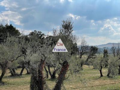 Leisure Plot with Mature Tress