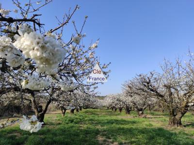 Leisure Land of 3880m2 with Olive and Cherry Trees