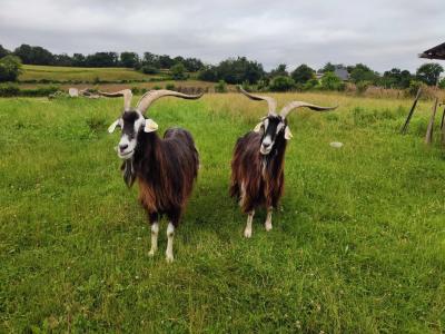 Village House With Garden plus Guest Annexe