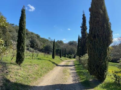 Main House and Guest Gite on 5,5 Hectares Of Land
