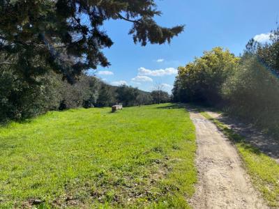 Main House and Guest Gite on 5,5 Hectares Of Land