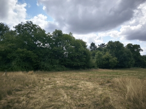 Country Farmhouse to Renovate with Outbuildings