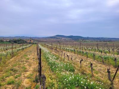 10 Hectares of Grape Vines