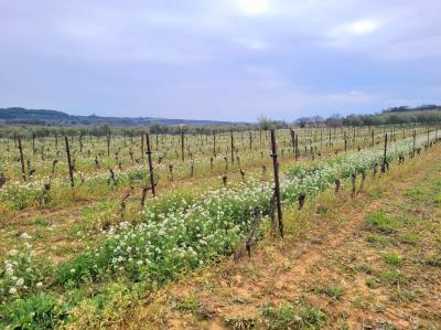 10 Hectares of Grape Vines