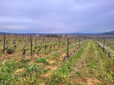 10 Hectares of Grape Vines