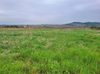 10 Hectares of Grape Vines