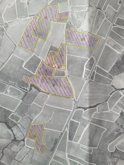 10 Hectares of Grape Vines