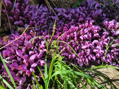 Former 17th Century Stone Watermill Set In Greenery