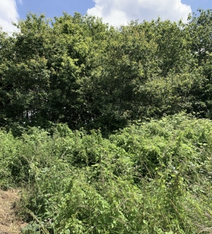 Building Plot in Rural Village