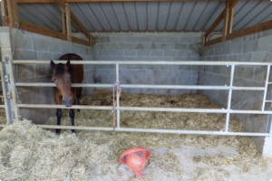 Equestrian Facilities with Stables Over Eight Hectares