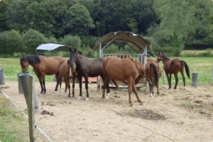 Equestrian Facilities with Stables Over Eight Hectares
