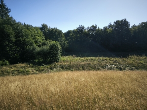Beautiful, Peaceful Fishing Lake in 3.8 Hectare of Countryside