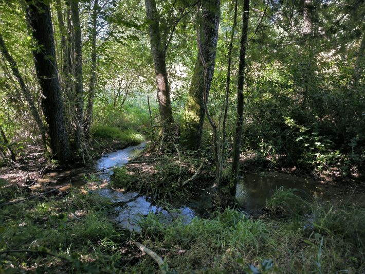 Beautiful, Peaceful Fishing Lake in 3.8 Hectare of Countryside
