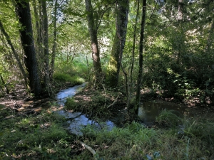 Beautiful, Peaceful Fishing Lake in 3.8 Hectare of Countryside