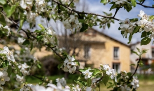 Main House and Former Water Mill in Lovely Setting