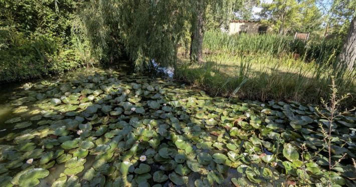 Charming and Cosy House with Bridge over Pond in Garden
