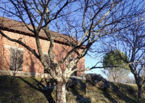 Countryside Barn to Renovate