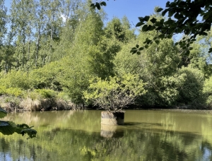 Leisure Land with Fishing Lake and Woodland