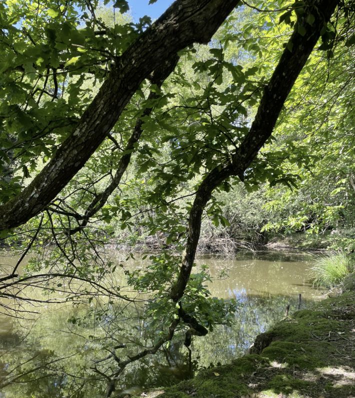 Leisure Land with Fishing Lake and Woodland