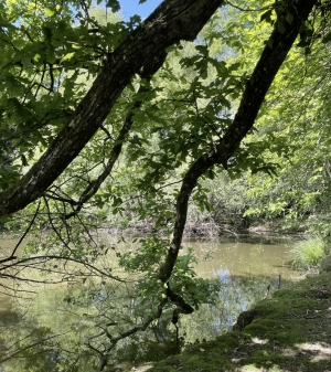 Leisure Land with Fishing Lake and Woodland