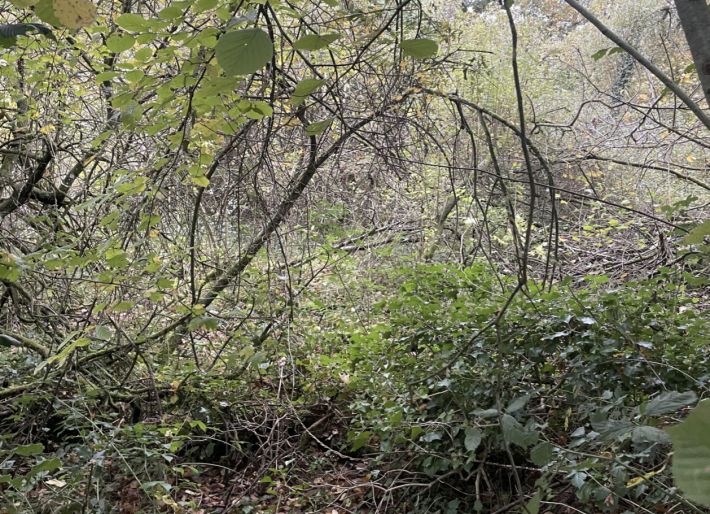 Wooded Plot of Land for Leisure Use