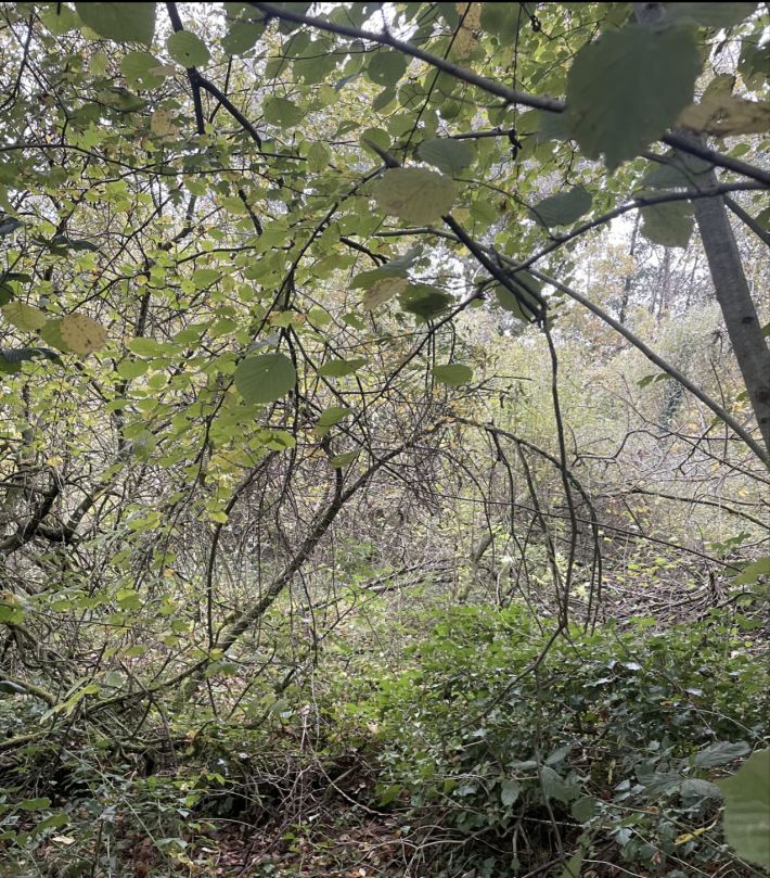 Wooded Plot of Land for Leisure Use