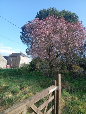 Detached Rural Cottage, Ideal Holiday Home