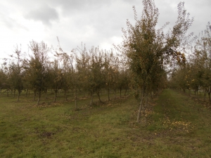 Large Plot of Pear Trees generating Income