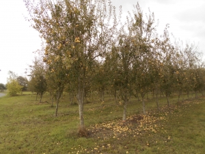 Large Plot of Pear Trees generating Income