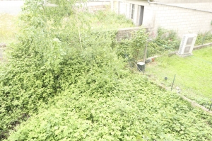 Town House with Small Garden