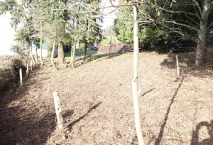 Single Storey House with Open View