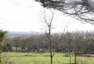 Single Storey House with Open View