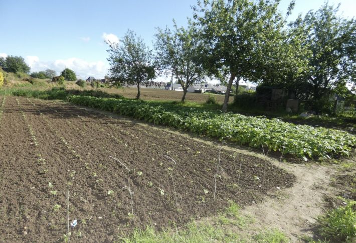 Traditional House with Nice Garden