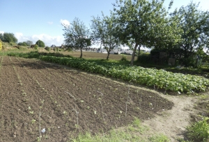 Traditional House with Nice Garden