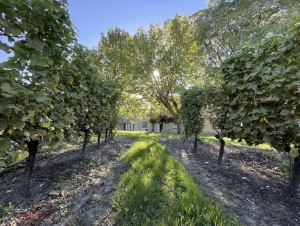 Large House in the middle of the Vineyards with Views