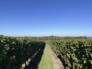 Large House in the middle of the Vineyards with Views