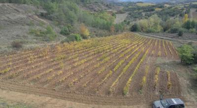 Two Houses in 34 Hectares of Vineyards